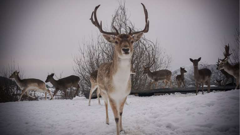Κοζάνη: Πανέμορφα ζαρκάδια κάνουν τη βόλτα τους στο χιόνι