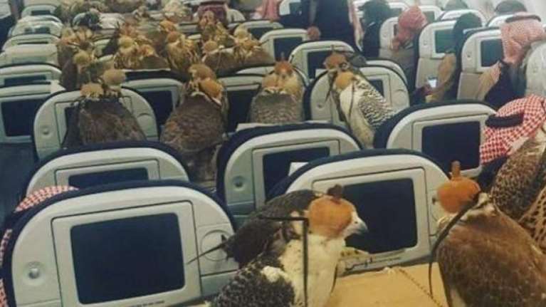 Σαουδάραβας πρίγκιπας έκλεισε 80 θέσεις στο αεροπλάνο για τα... γεράκια του