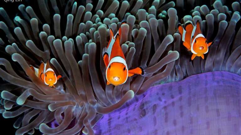 Ο θαυμαστός υποβρύχιος κόσμος μας σε 17 εξωπραγματικές εικόνες