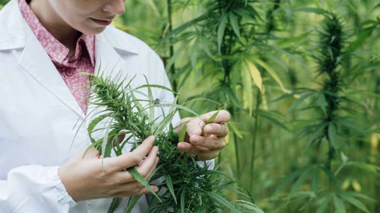 Θετικό το υπουργείο στην κάνναβη για θεραπευτικούς σκοπούς