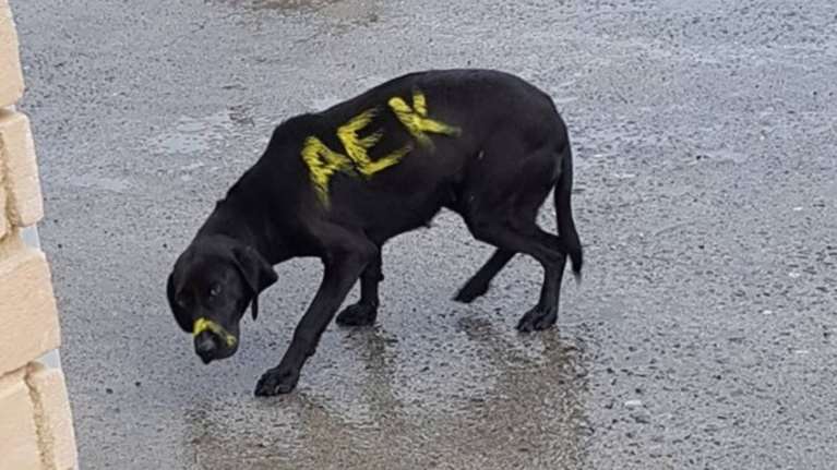 Η ΑΕΚ πρότεινε να υιοθετήσει τον σκυλάκο που έβαψαν κίτρινο