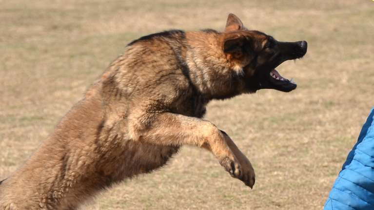 49χρονη δέχθηκε επίθεση από σκυλιά,την έστειλαν στο νοσοκομείο