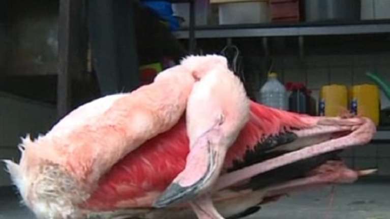 Παιδιά χτύπησαν μέχρι θανάτου φλαμίνγκο σε ζωολογικό κήπο