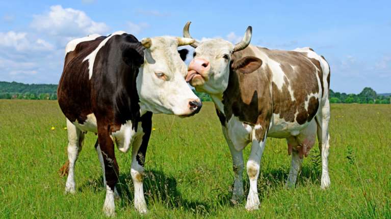 Παραλογισμός! Η Τουρκία απελαύνει τώρα και Ολλανδικές... αγελάδες