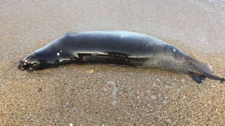 Νέα θηριωδία: Πυροβόλησαν τον Θεοδόση, τη φώκια μασκότ της Ίου