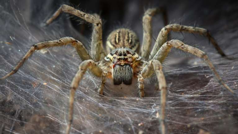 Ισχυρό δηλητήριο αράχνης βοηθά και ώρες μετά το εγκεφαλικό