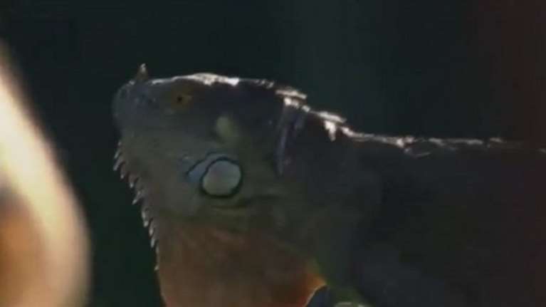 Ο πιο παράξενος φαν του αγώνα τένις ήταν ένα ιγκουάνα (ΒΙΝΤΕΟ)