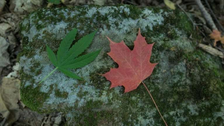 Καναδάς: Άνοδος στο χρηματιστήριο ενόψει νομιμοποίησης της Κάνναβης