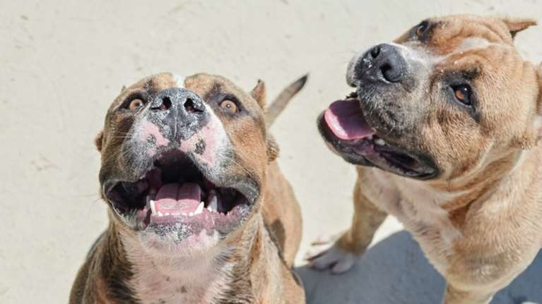 Στο «Γεννηματά» μεταφέρθηκε 49χρονη μετά την επίθεση σκύλων