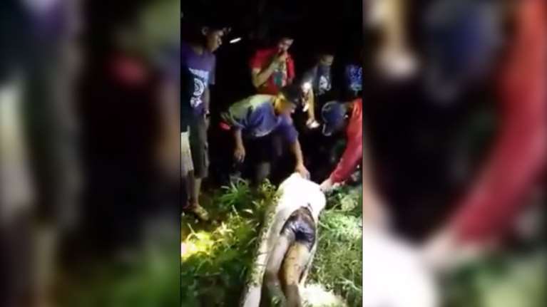 Ινδονησία: Το πτώμα ενός 25χρονου βρέθηκε στην κοιλιά ενός πύθωνα