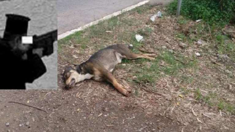 Ιερέας σκότωσε δύο σκυλιά μπροστά σε μικρά παιδιά στην Πάτρα
