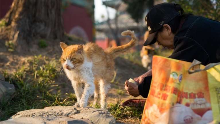 Η Ταιβάν απαγόρευσε την κατανάλωση κρέατος σκύλου και γάτας