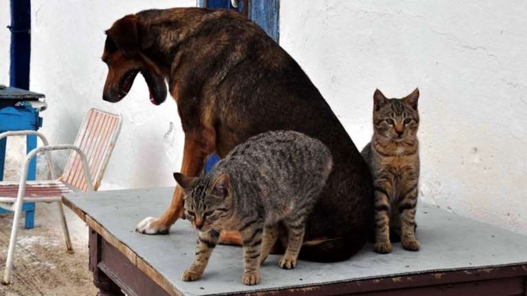 Επιτέλους! Δίκες-εξπρές για τους βασανιστές ζώων