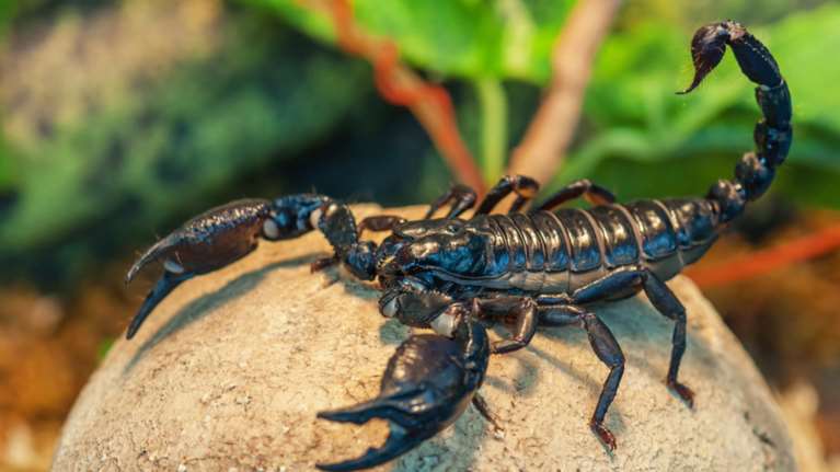 Σκορπιός τσίμπησε επιβάτη εν ώρα πτήσης - vid