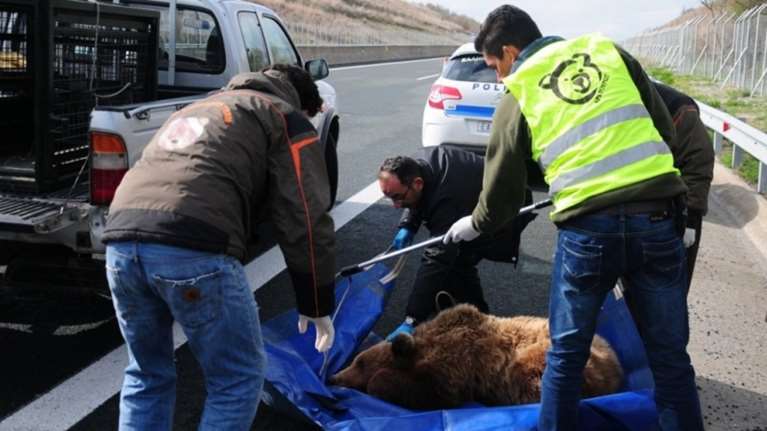 Νέο δυστύχημα με νεκρή αρκούδα στην Καστοριά