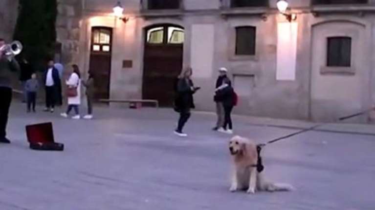 Υπέροχο γκόλντεν ριτρίβερ μένει εκστασιασμένο από τη μουσική