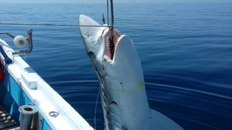 Έπιασαν καρχαρία 7 μέτρων στη Σκόπελο-Δείτε εικόνες