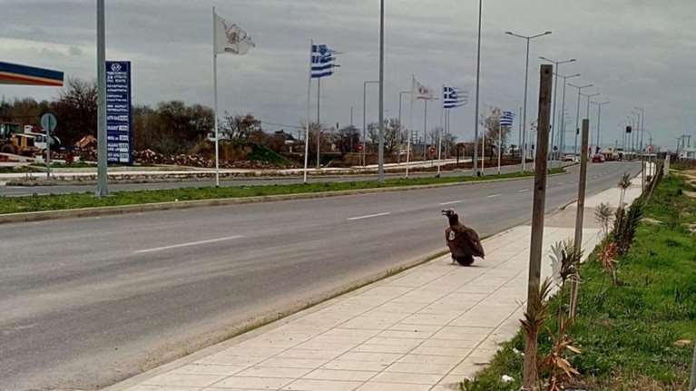 Η απρόσμενη επίσκεψη ενός μαυρόγυπα στην Αλεξανδρούπολη