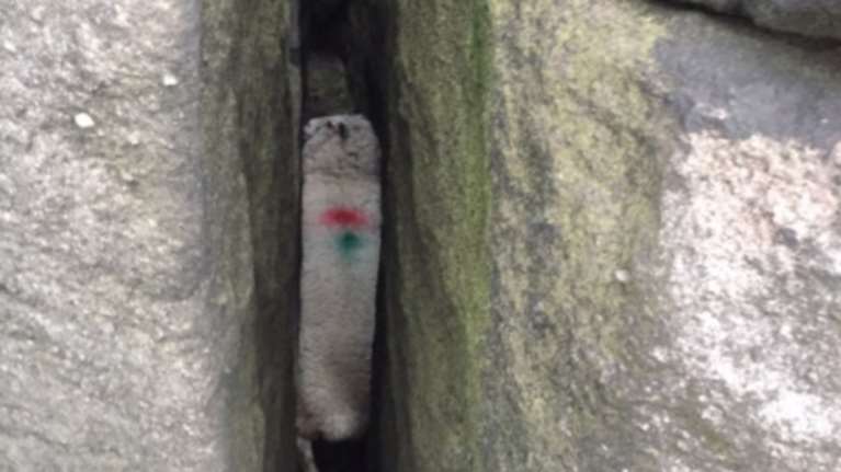 Η επιχείρηση διάσωσης ενός προβάτου που σφήνωσε σε βράχια -βίντεο