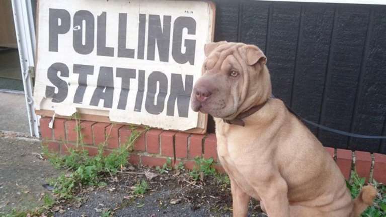 Ο σκύλος δεν ξεχνά τις εκλογές τις... τιμά! Κάλπη με 4ποδα