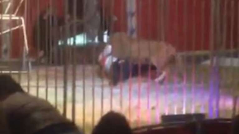 Ανατριχιαστικό βίντεο: Λιοντάρι άρπαξε τον εκπαιδευτή του