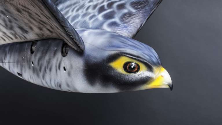 Με ρομποτικό γεράκι θα διώχνουν τα πουλιά από το αεροδρόμιο