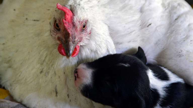 Κότα «υιοθέτησε» νεογέννητο κουταβάκι στο Ναύπλιο