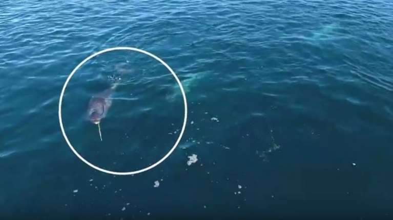 Φάλαινα μονόκερος καταγράφεται πρώτη φορά σε βίντεο - η σπουδαία αποκάλυψη