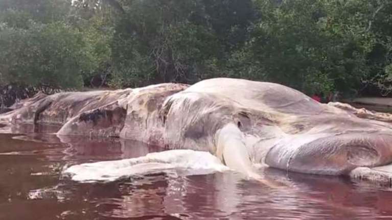 Η νεκρή φάλαινα που ξεβράστηκε στην Ινδονησία