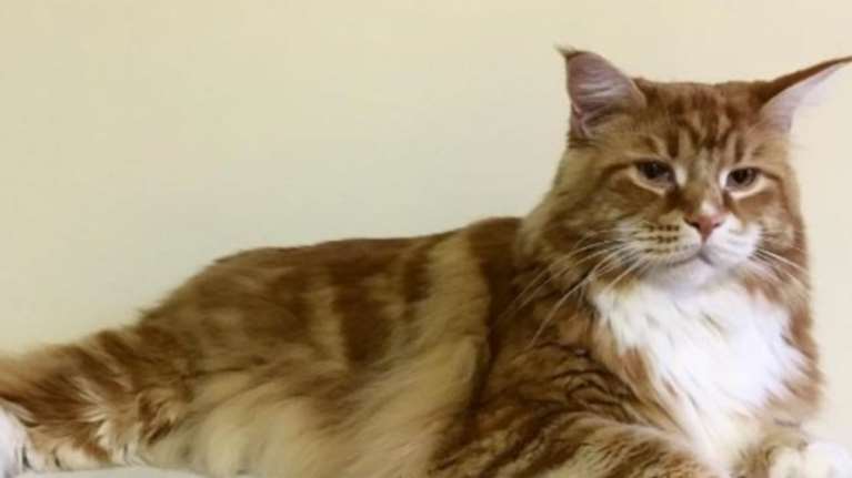 Γνωρίστε τον Ομάρ, τον μεγαλύτερο γάτο του κόσμου