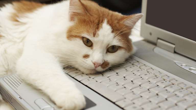 «Προσλαμβάνουν» γάτες κατά του εργασιακού στρες!