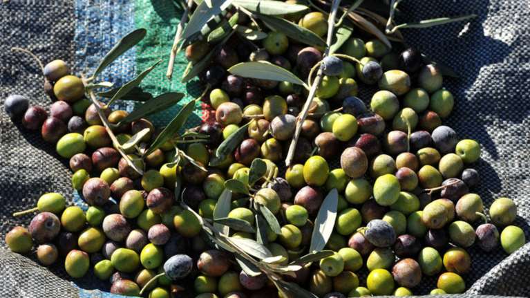 Ρεπορτάζ των FT για τη λειψή παραγωγή ελαιολάδου στην Ελλάδα