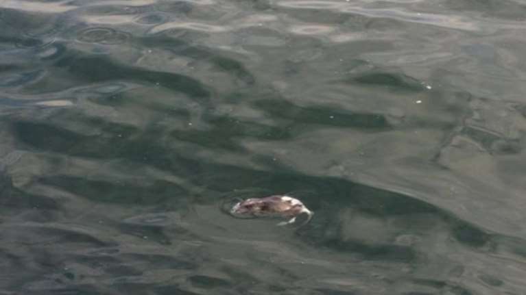 Εικόνες σοκ: Ψόφια ποντίκια επιπλέουν στον Θερμαϊκό