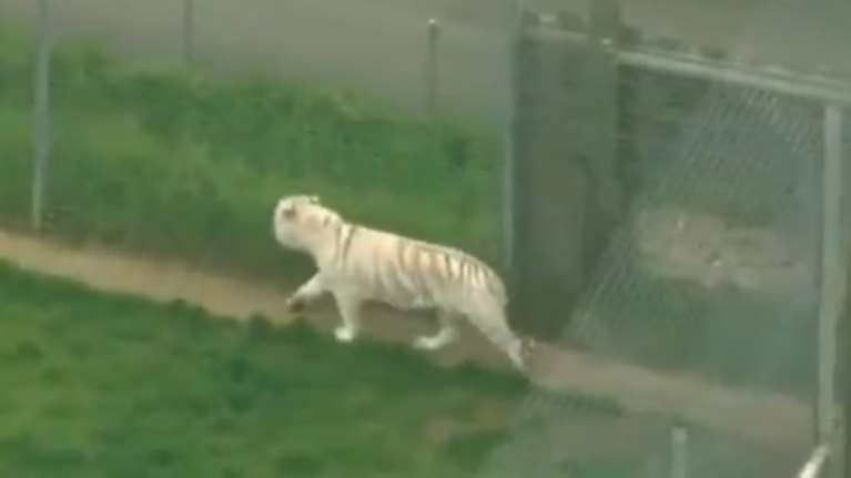 Βρετανία: Τίγρης σκότωσε φύλακα σε ζωολογικό κήπο -βίντεο