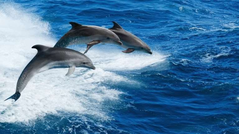 Δελφίνια απολαμβάνουν τη θάλασσα και παίζουν στον Κορινθιακό