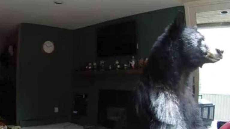 Αρκούδα στο Κολοράντο χαλαρώνει παίζοντας... πιάνο