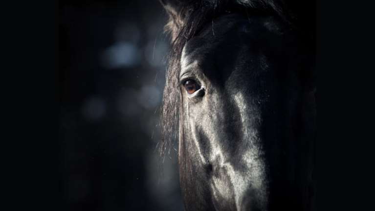 Ιωάννινα: Τα &quot;βαποράκια&quot; της ινδικής κάνναβης ήταν... άλογα!