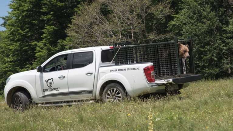 Φλώρινα: Αρκούδα αναζητούσε ταίρι και μπήκε σε καταφύγιο