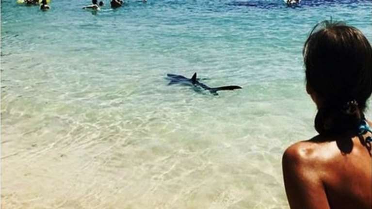 Τρόμος σε παραλία της Μαγιόρκας με την εμφάνιση καρχαρία