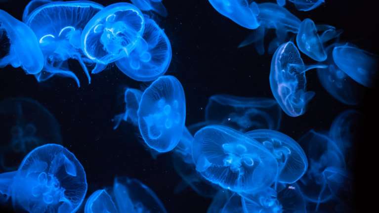 Και ξαφνικά, οι ακτές της Αιγύπτου γέμισαν με... μέδουσες