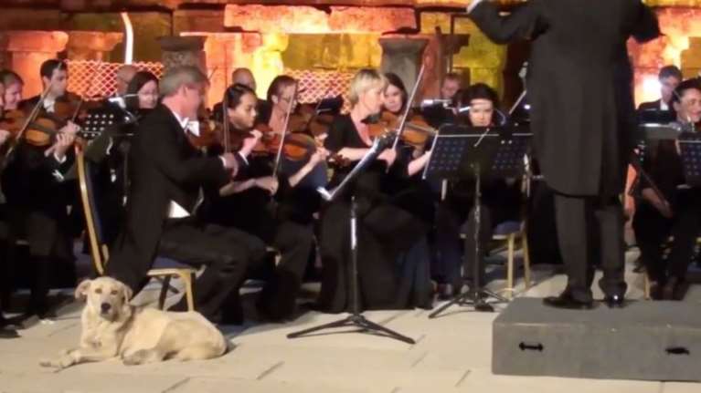 O σκύλος που έκλεψε την παράσταση στην Τουρκία  [video]