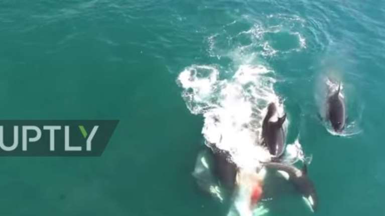 Κοπάδι από όρκες κατασπαράζει ανελέητα φάλαινα video