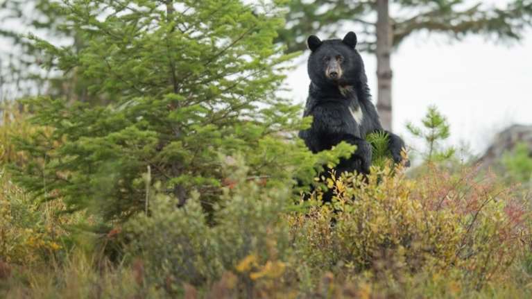 ΗΠΑ: Ξύπνησε επειδή τον δάγκωνε μια αρκούδα