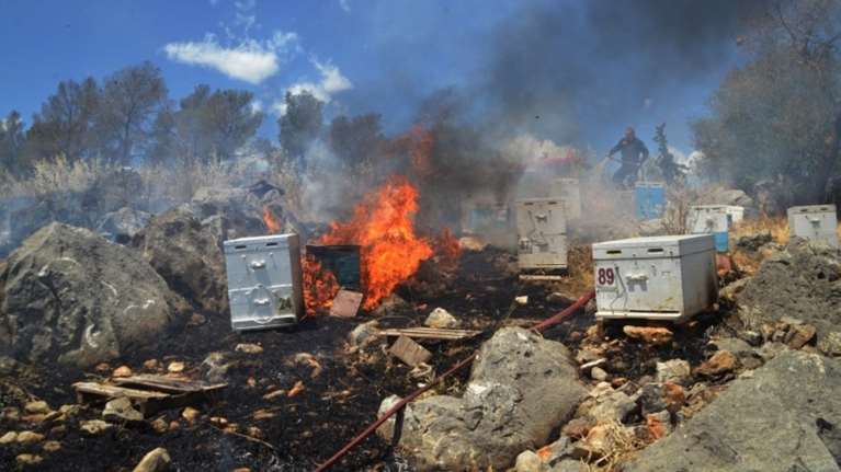 Έβαλε φωτιά κατά λάθος "καπνίζοντας" μελίσσια