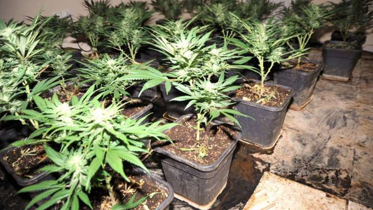 Κι άλλη φυτεία με 603 δενδρύλλια κάνναβης. Συνελήφθη 37χρονος