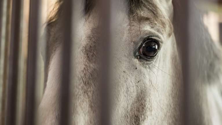 Δεκάδες συλλήψεις από την Europol για εμπόριο κρέατος αλόγου