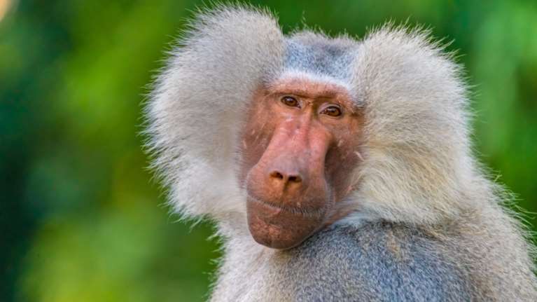 Ζάμπια: Μπαμπουίνος προκάλεσε... μπλακ άουτ σε τουριστική πόλη