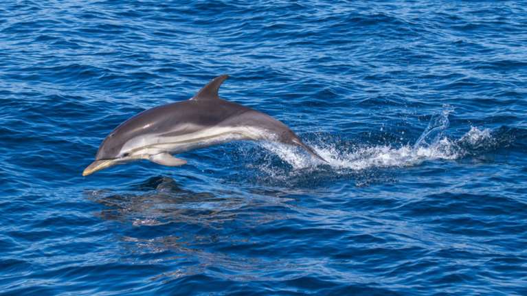 Σκόπελος: Δελφίνι κολυμπάει στα ρηχά ανάμεσα στους λουόμενους