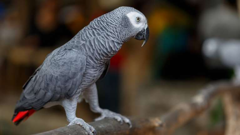 Ένα πανέξυπνος παπαγάλος «εξιχνιάζει» μια μυστηριώδη δολοφονία