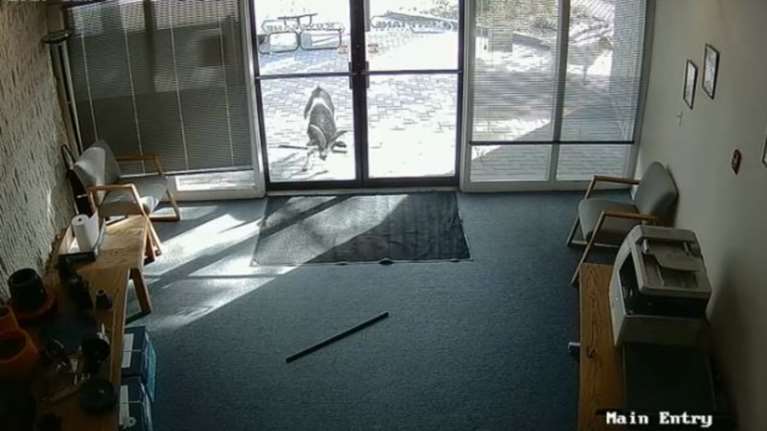 &#39;Εφοδος αγριεμένου τράγου σε εταιρία στο Κολοράντο video